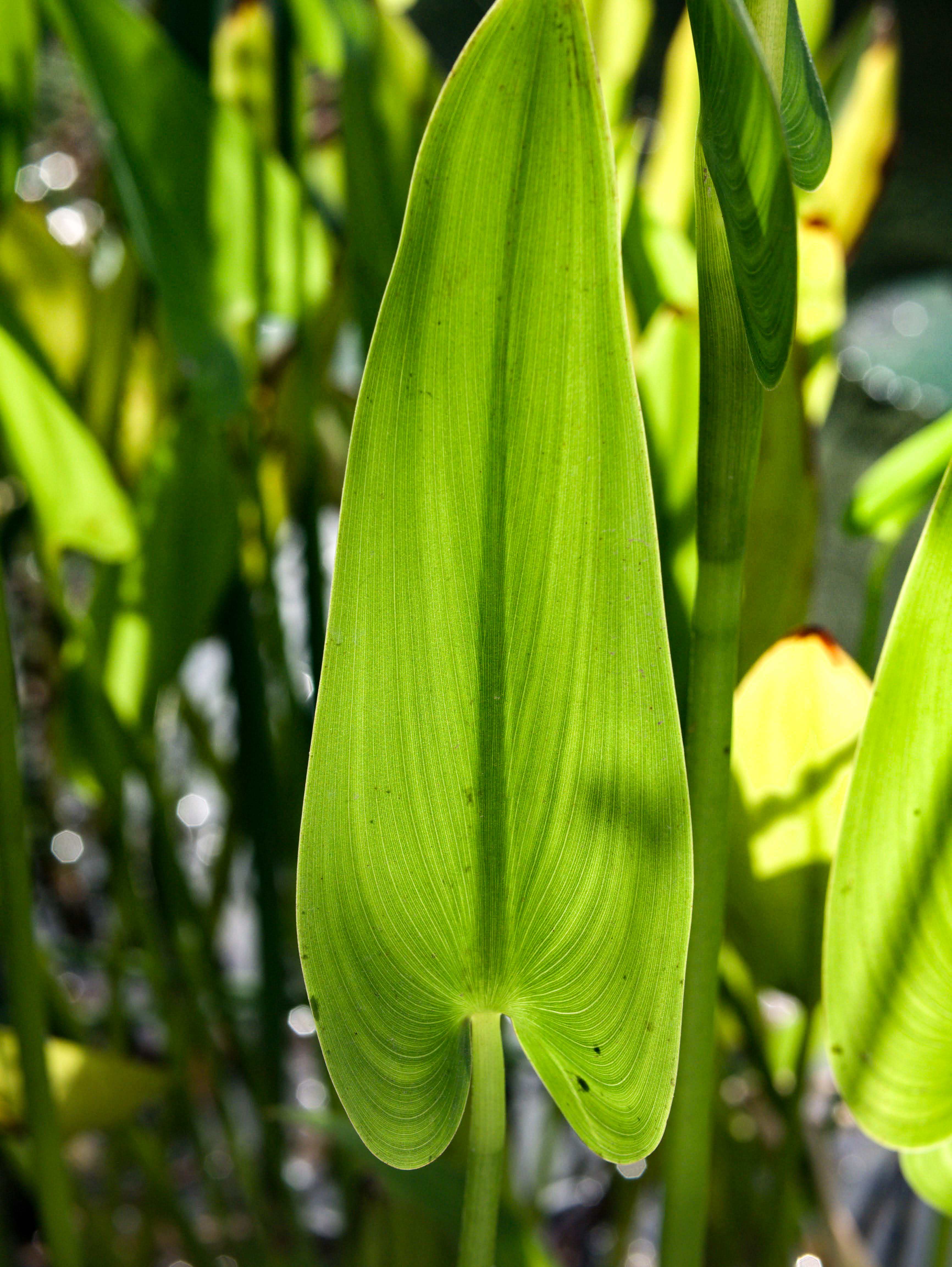 P1150650 (1)
